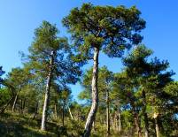 Cuelgamuros pinos laricios
