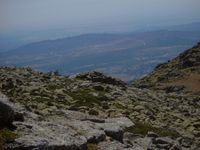 Cabras hisp&aacute;nicas en Cabeza Hierro