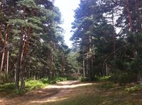 El Espinar pinares de San Rafael