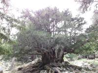 Ruta 3 TEJOS CENTENRIOS