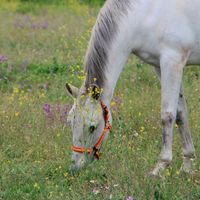 Buitrago Centro Hípico Buitrago 2