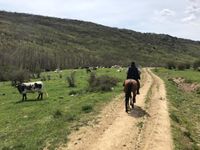 Buitrago Centro Hípico