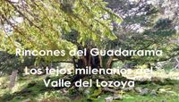 Tejos milenarios en el Valle del Lozoya