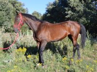 La Morada del Caballo