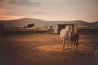 Centro hipico Buitrago