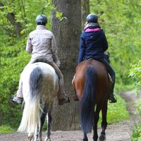 Club hipico la pedriza