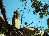 Cabras hispanicas en Las Milaneras