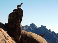 Cabras hisp&aacute;nicas en La Pedriza, al fondo El Yelmo