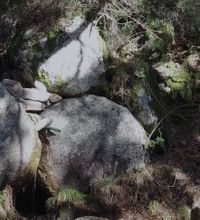 Fuente-de-los-acebos-53219