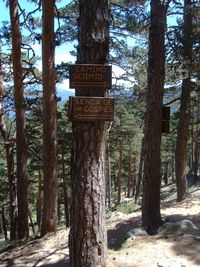 Cruce senda de los Cospes y Camino Schmidt